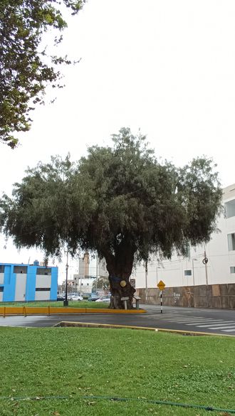 Árboles Monumentales en Tacna y Perú